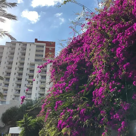 Fuer 4 Personen Ca 15 M In So Martinho, Madeira Suedkueste Von Madeira 公寓 丰沙尔